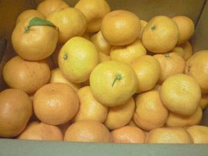 ミカンがどっさり